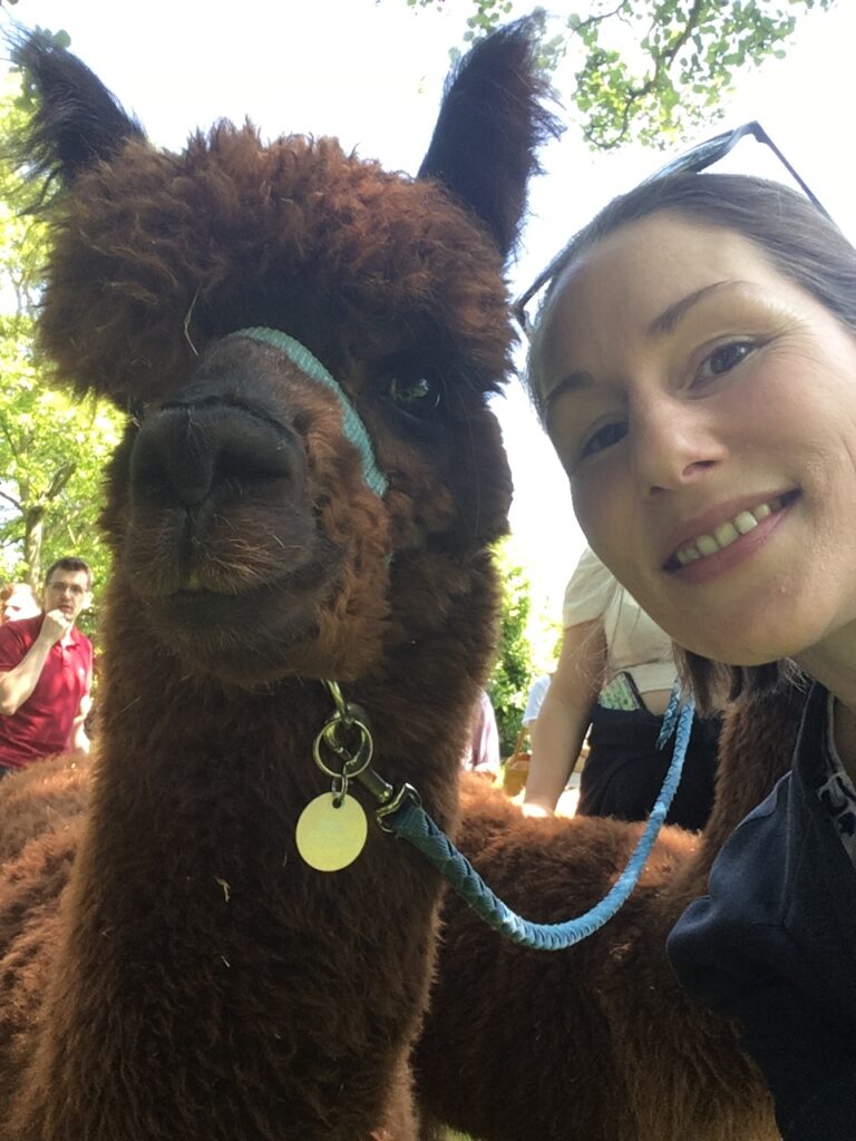 Alpacas at St Hildas Alpacas at St Hilda's College, University of Oxford